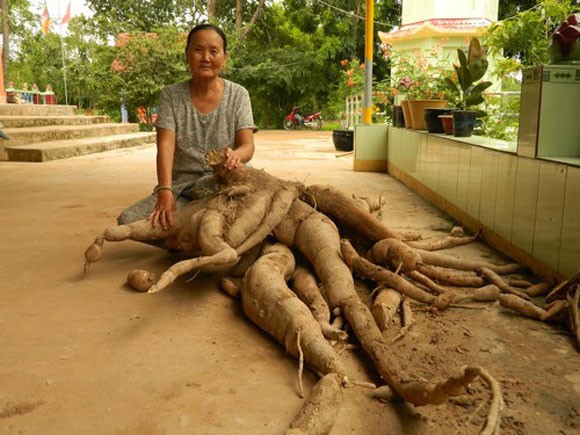 Một trong những lần thu hoạch được  củ  quả hình thù kì dị khiến nhiều người ngạc nhiên đó là củ sắn khổng lồ nặng đến 90 kg ở một ngôi chùa ở Tây Ninh. Ngoài mức độ khổng lồ, củ sắn còn có hình thù kì lạ đến bất ngờ. Ảnh: ĐS&amp;PL.